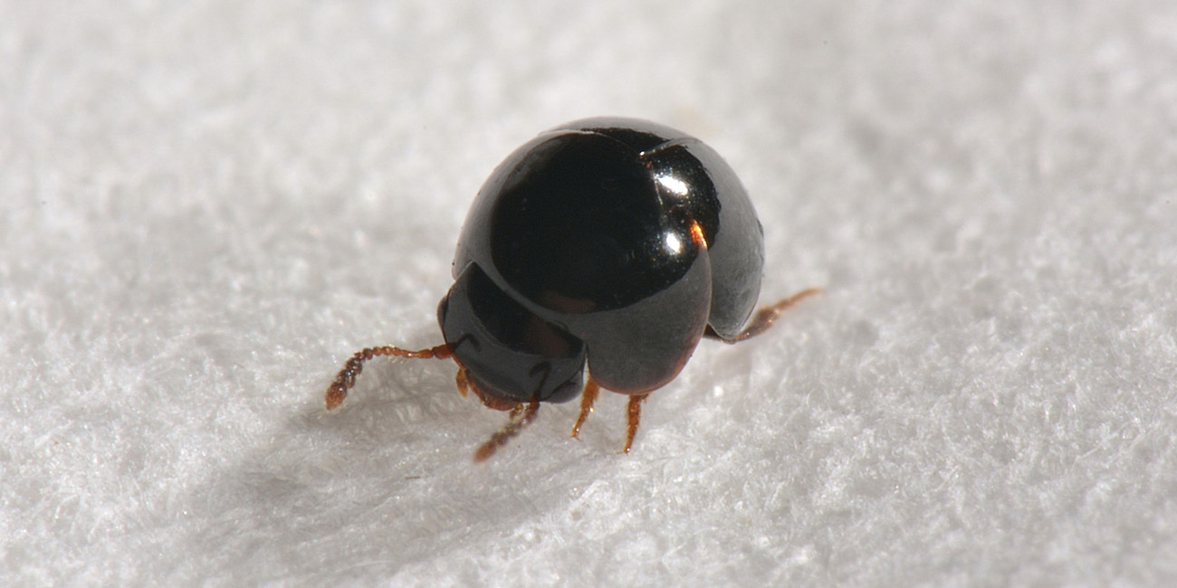 Leiodidae: Agathidium cfr. dentatum